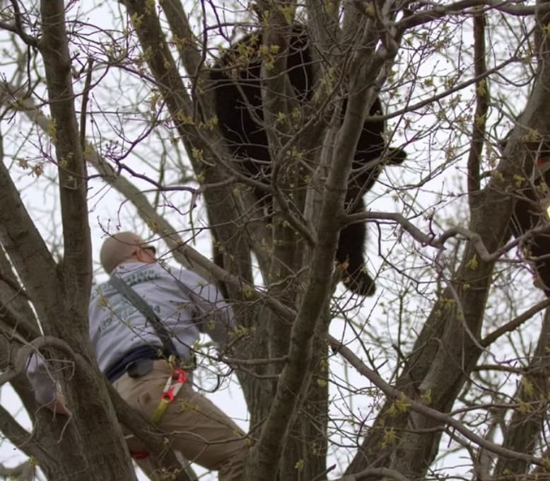 Glenn Donnelly rescuing a black bear from a tree in Central New Jersey in 2011