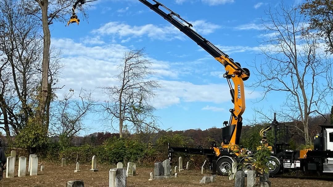 Crane Tree Removal results by Pro-Stump Tree Service in Central NJ