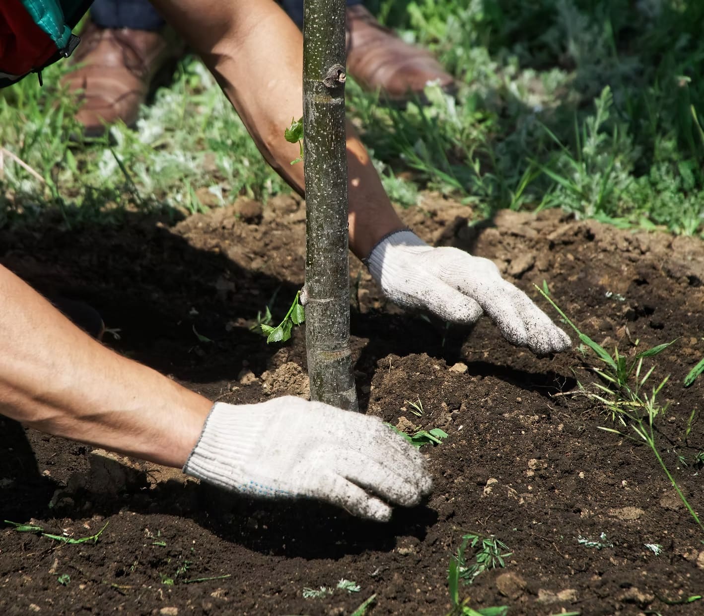 Tree Planting & Root Feeding by Pro-Stump Tree Service in Central New Jersey