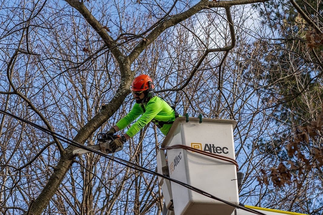 Structural tree pruning by Pro-Stump Tree Service near Ewing