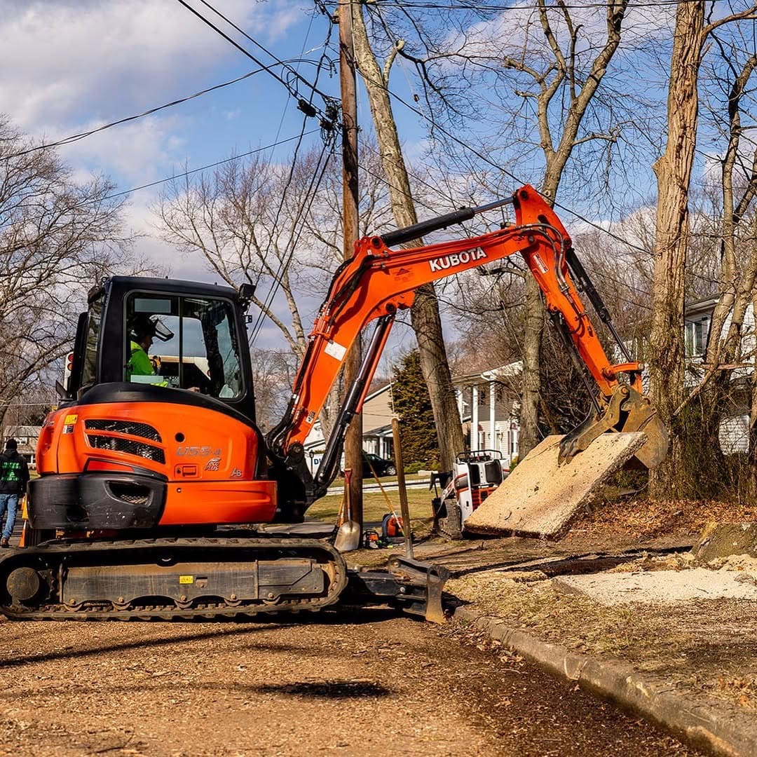 Tree Planting & Root Feeding project by Pro-Stump Tree Service in Central NJ